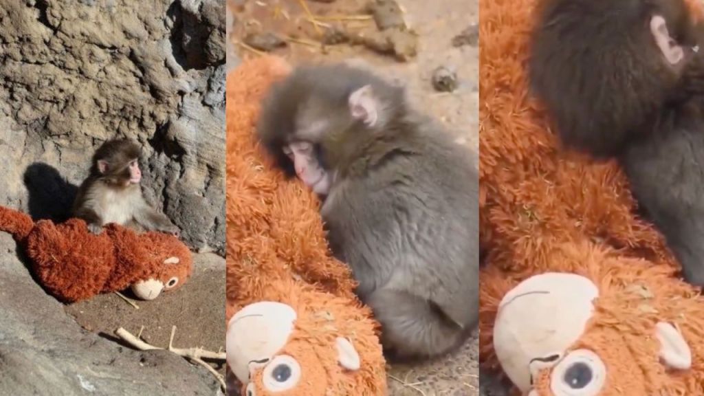 Dlaczego nie każda marka zostaje brand hero? Lekcja marketingu z małpki Punch-kuna i IKEA